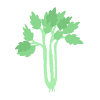 a green vegetable on a transparent background png
