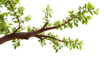 A tree branch with leaves and green leaves png