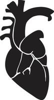 Simplified Illustration of the Human Heart vector