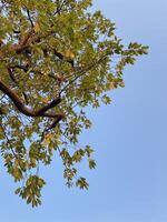 autumn leaves against blue sky photo