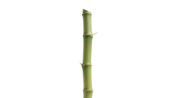 Single Bamboo Stem, Close-up of a Green Bamboo Culm Section Isolated on a Transparent Background, Perfect for Design Projects and Nature Themed Compositions png