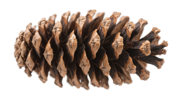 Transparent of a Detailed Pine Cone, A High-Resolution Image of a Single, Closed Pine Cone Isolated on a Transparent Background, Showing Intricate Details of its Brown and Tan Scales png