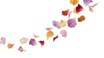 Transparent Flower Petals, A Delicate Stream of Falling Multicolored Petals on a Transparent Background Perfect for Design Layouts and Romantic Projects png
