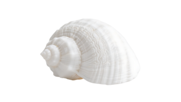Transparent White Seashell , Isolated Detailed Spiral Seashell with Intricate Texture on Transparent Background for Design Elements png