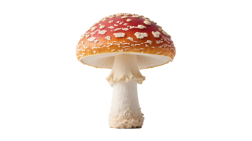 Transparent Amanita Muscaria Mushroom, Highly Detailed Red and White Toadstool with Creamy Stem Isolated on Transparent Background, Perfect for Fantasy, Fairytale, or Autumn Designs png