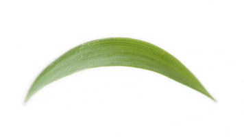 Transparent Green Leaf , Curved Plant Leaf with Dewdrops on Transparent Background, Isolated Botanical Element for Design Projects, Vibrant Green Foliage with High Resolution Detail png
