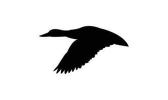 Flying American black duck bird black Silhouette vector