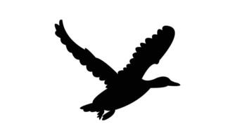 Flying American black duck bird Silhouette vector