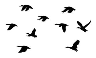 Flying American black duck bird Silhouette Collection vector
