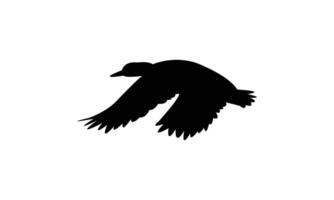 Flying American black duck bird Silhouette Design And Illustration. vector
