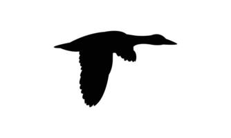 Flying American black duck black Silhouette Design And Illustration. vector