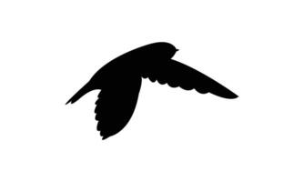 Flying Ameline swiftlet bird black Silhouette vector