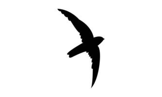 Flying Ameline swiftlet bird Silhouette Design And Illustration. vector
