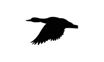 Flying American black duck bird Silhouette Design vector