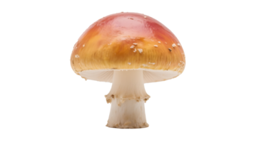 Transparent Mushroom Image, High-Resolution Image of a Single Orange-Brown Mushroom with a White Stem Isolated on a Transparent Background, Perfect for Design Projects and Compositions png