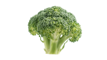 A close up of a broccoli head png