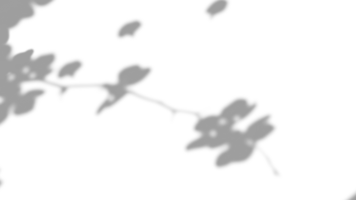 Realistic shadow overlay effect with branch flower on transparent background. png