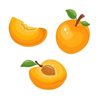 set of illustrations of apricots whole apricots, halves of apricots, slices of apricots vector