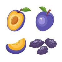 Fresh and dried plums set Prunes set icons on white background. Whole and half plum vector