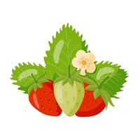 colorful set of ripe strawberries, with flowers and juicy green leaves, vector