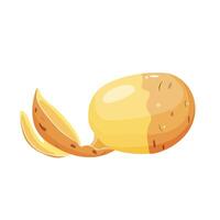 whole peeled potatoes in section isolated on white background. vector