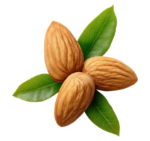 Natural raw almonds with fresh green leaves isolated on transparent background, top view png
