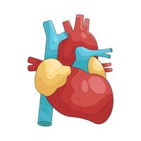 Heart Anatomy illustration vector