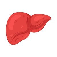 Illustration of a Human Liver Anatomy vector