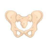Human Pelvic Bone Anatomy vector
