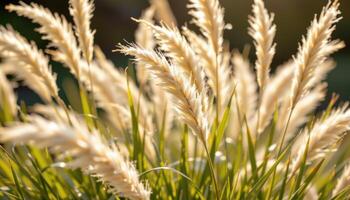 close up view of ornamental grasses with long blades swaying and fine texture under golden sunlight. photo