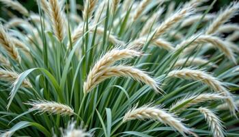 close up view of a collection of ornamental grasses with long blades bending in soft wind. photo