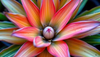 close up view of a bromeliad in full bloom with bright colors radiating from its core. photo