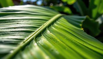 close up view of a sunlit banana leaf with parallel veins and translucent green glow. photo