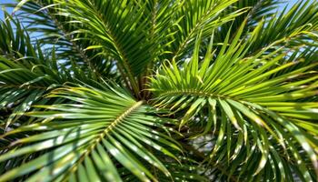 close up view of a healthy areca palm with dense leaflets and sun dappled shadows. photo