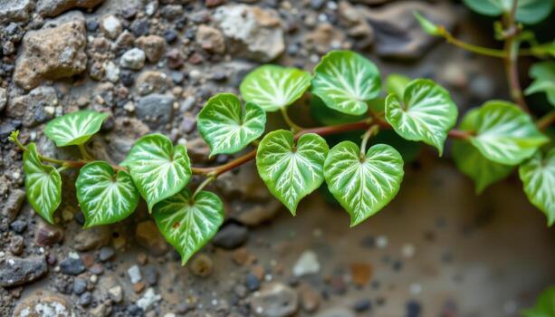close up view of a trailing string of hearts vine with delicate, heart shaped leaves marked by silver patterns. photo