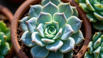 close up view of an echeveria succulent forming a tight geometric rosette, its powdery blue green leaves highlighted by sunlight. photo