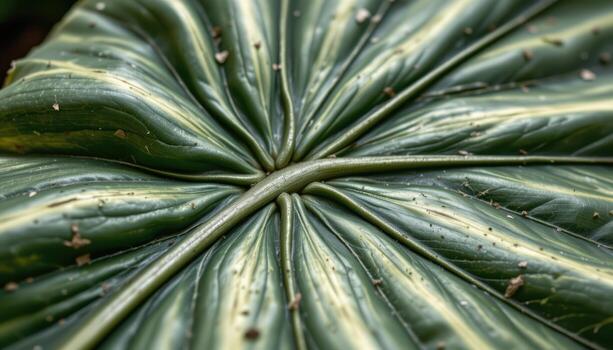 close up view of the elegant texture and structure of a large elephant ear plant leaf. photo
