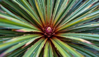 close up view of a young sago palm with sharp symmetrical leaf growth and earthy tones. photo