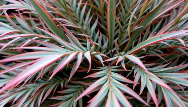 close up view of a densely leafed dracaena marginata with red edged, narrow sword shaped leaves. photo