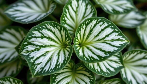 close up view of a dense cluster of fittonia leaves with white veining in rich contrast. photo
