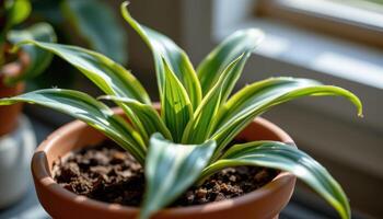 close up view of a variegated dracaena plant in a clay pot with gentle sunlight falling over it. photo