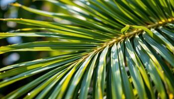 close up view of a palm leaf showing fine linear details and a tropical atmosphere. photo