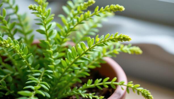 close up view of fresh new growth on a potted asparagus fern with soft focus background. photo