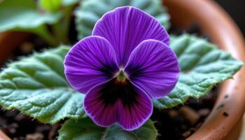 close up view of a flowering african violet with velvety purple petals and fuzzy leaves in a cozy setting. photo