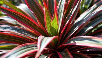 close up view of a red tipped dracaena marginata in bright filtered daylight. photo