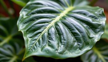 close up view of a dark green philodendron leaf with split edges and glossy reflections. photo
