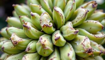 close up view of a densely packed string of bananas succulent forming elegant loops and green curves. photo