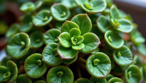 close up view of a peperomia plant with thick, succulent like round leaves arranged in compact clusters. photo