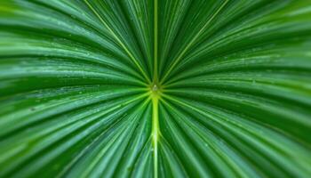 close up view of a rubber tree leaf with a smooth, glossy surface and clearly defined lines, radiating a deep emerald tone. photo