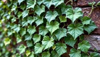 close up view of a trailing ivy plant with classic leaf shapes and fine vein networks cascading down a wall. photo